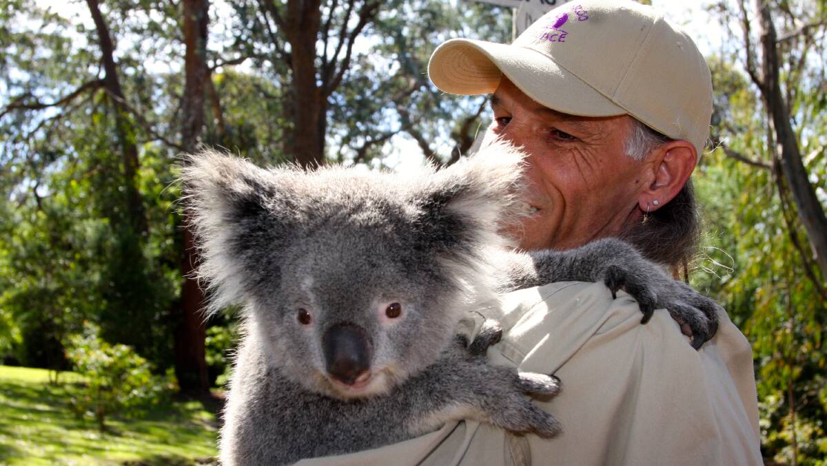 WARM AND FUZZY: Potoroo Palace animal welfare supervisor John Marsh and Sapphire the koala enjoy a moment together.