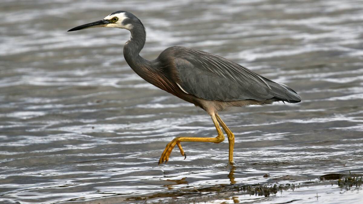 White-faced heron photographed by Neill Hayes
