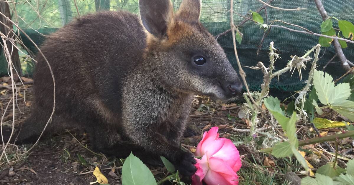 RESCUED ORPHAN: Banksy the swamp wallaby is making himself at home at Cowsnest, the community farm affiliated with Potoroo Palace.