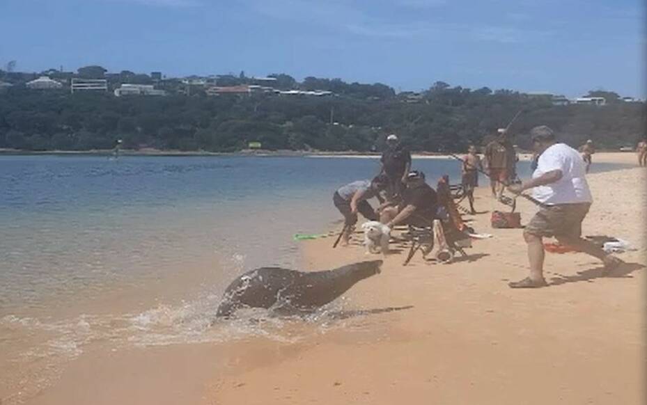 A screen grab of the video showing a seal chasing down a fisherman at Merimbula. Footage courtesy of Karen Ramsay