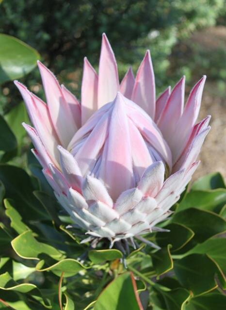 KING PROTEA: What a beauty.