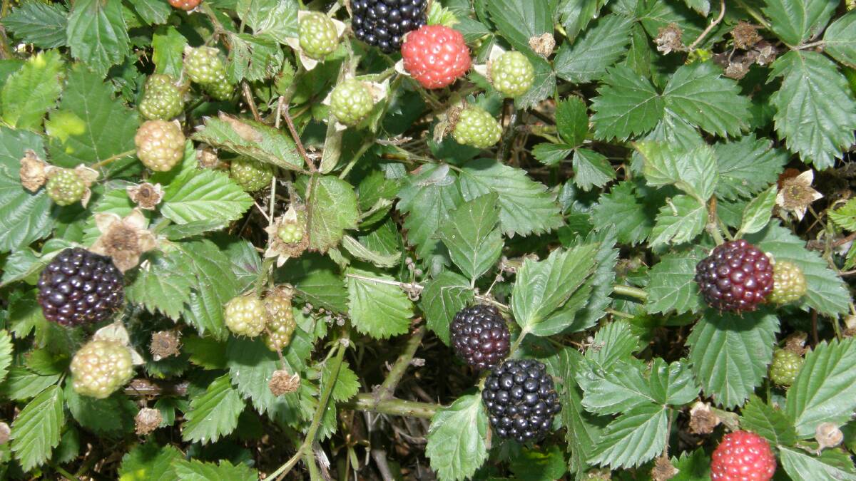 Warning against picking blackberries