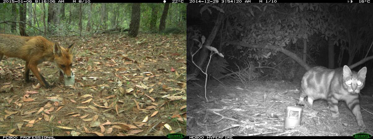 CAUGHT: A fox and cat caught on a fixed camera as a part of a local wildlife survey by Bega Valley Shire Council. 