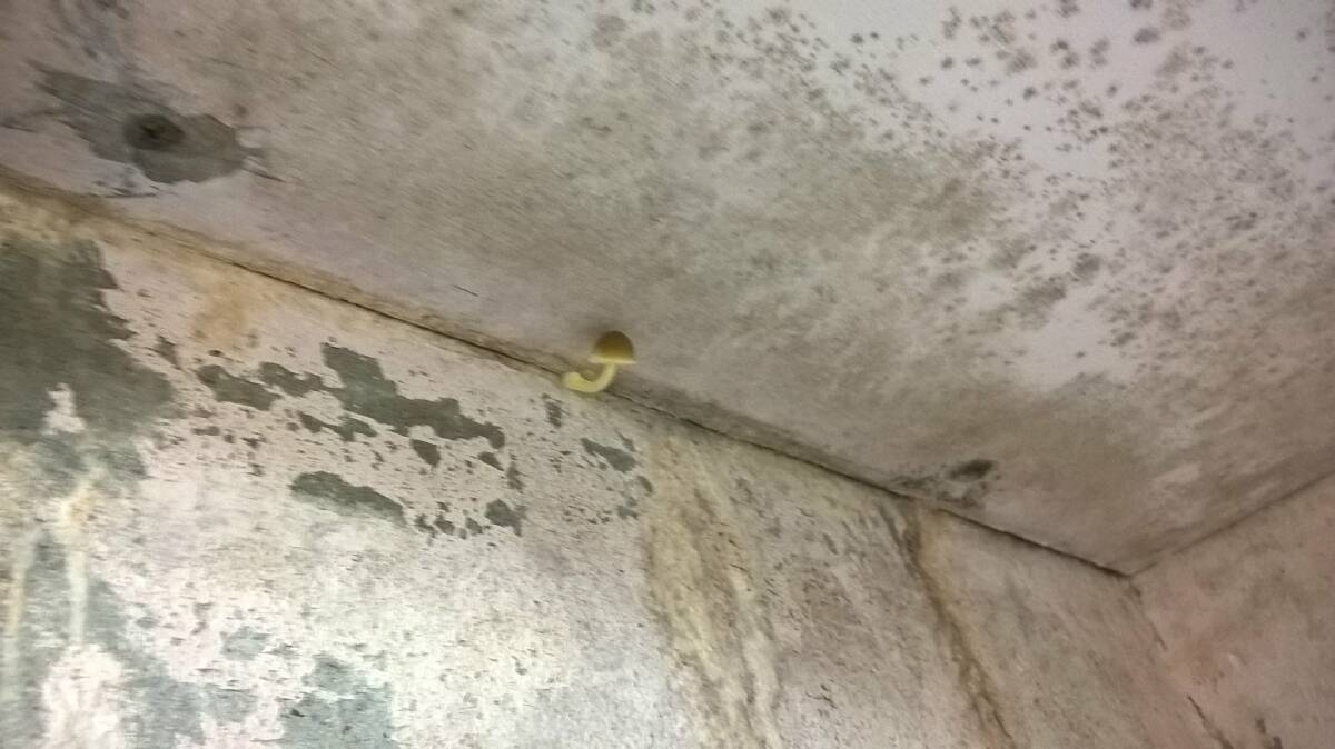 A photo of mould and a bright yellow mushroom growing in an on-campus shower at Kooloobong. Picture: Sarah Young.