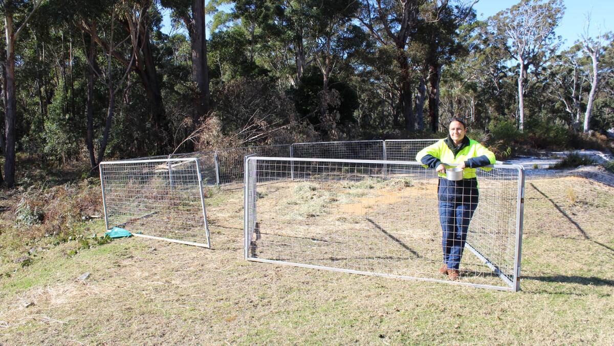 Bega Valley Shire Council to trial new trapping method to rid Eden tip of unwanted rosters and sheep