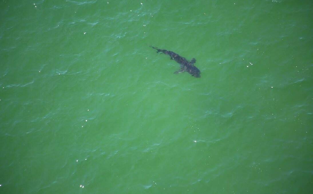 IN THE SEA: A NSWDPI aerial team reported spotting a white shark at Merimbula on January 10. Photo: NSWDPI
