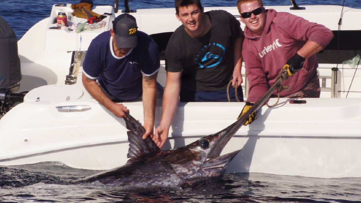 Sword fight: (from left) Brett Grey, Blake Buckland and Stuart Pentin show a magnificent broadbill swordfish just before it was tagged and released. 