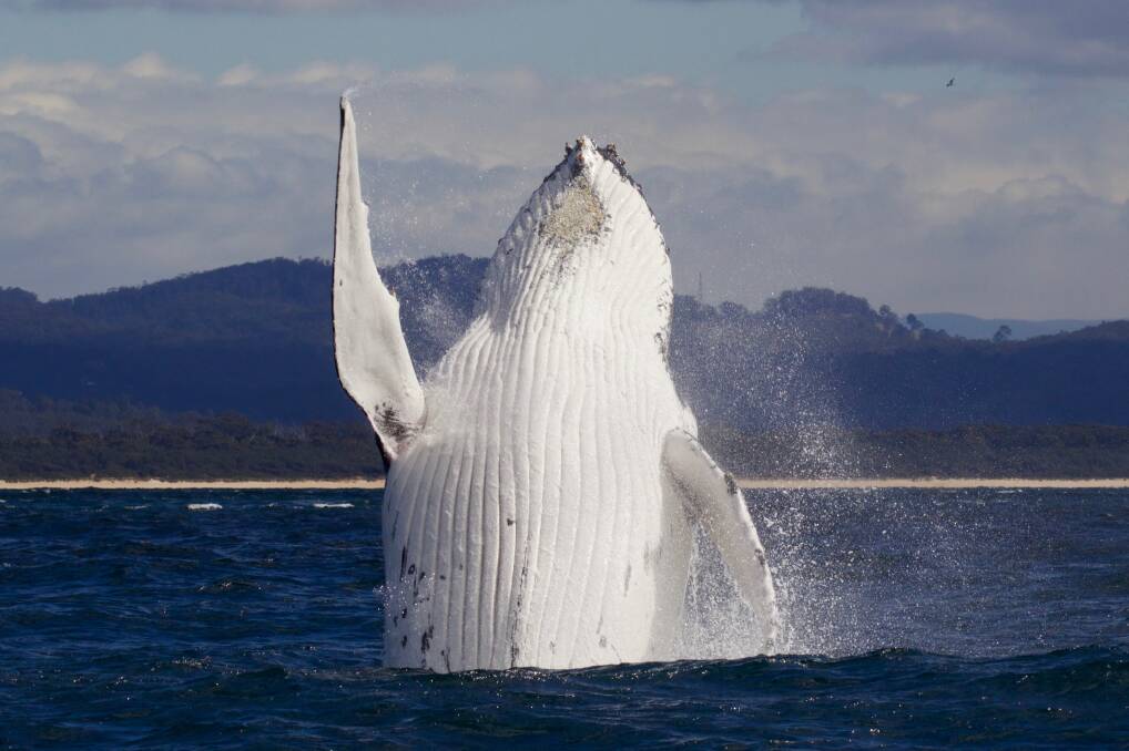 Whale season ending: A breaching whale 'waves goodbye' off Merimbula. Photo: Wayne Reynolds onboard True Blue, courtesy of Merimbula Marina