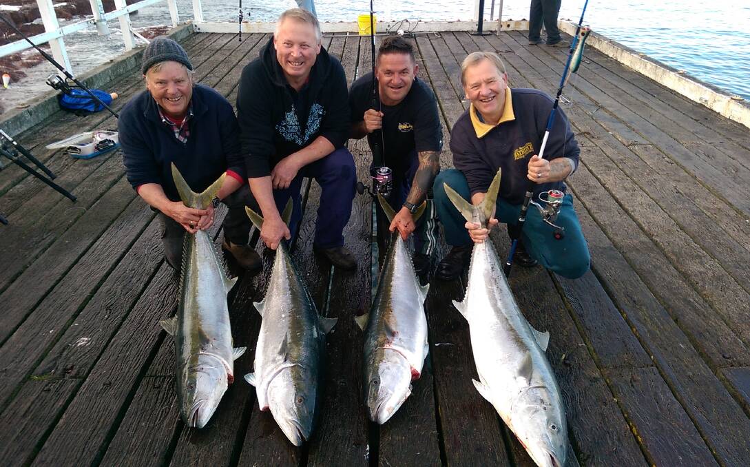 Kingfish catch: Ken McCoombe, Joe Battaglia, Paul Brenchley and Bruce Libbis with their catches off the Merimbula Wharf. 