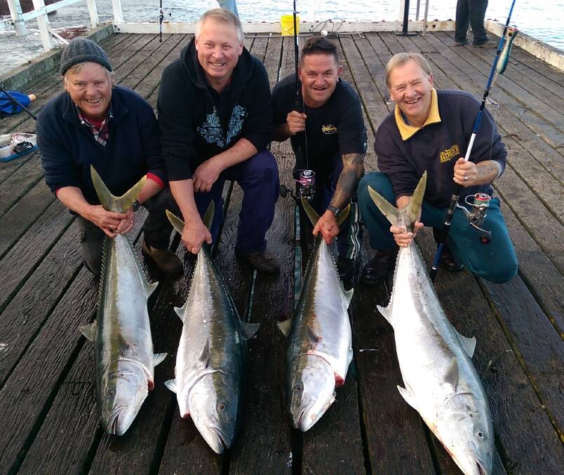 Kingfish catch: Ken McCoombe, Joe Battaglia, Paul Brenchley and Bruce Libbis with their catches off the Merimbula Wharf. 