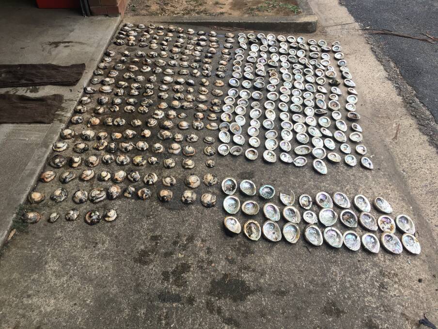 ILLEGAL CATCH: An example of recently seized abalone. Photo DPI Fisheries 