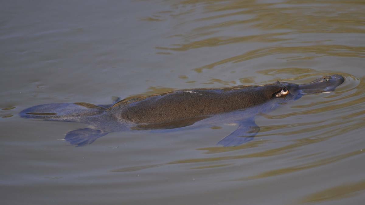 Species thriving says angler: ‘They don't call it platypus country for nothing’