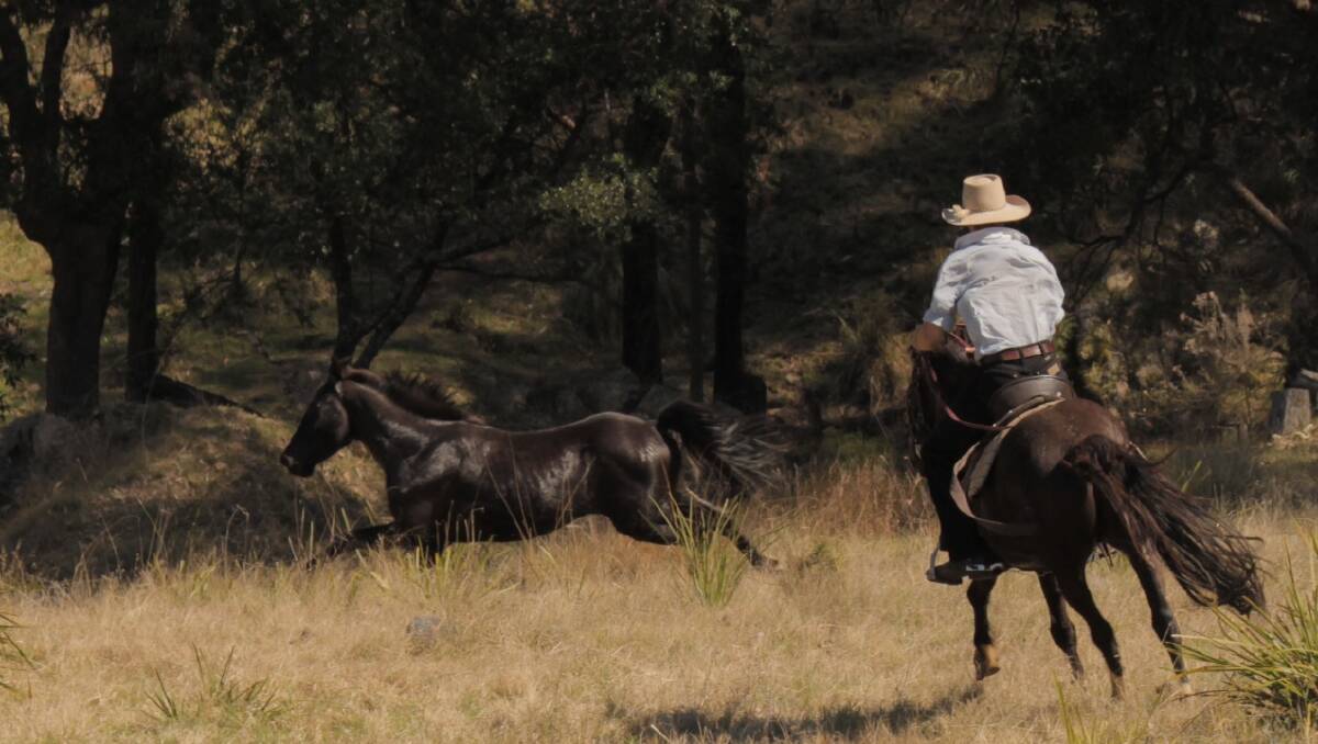 Jason Carlon mustering brumbies for the film The Man From Coxs River. Photo and copyright Empress Arts Film