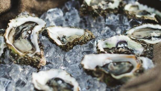 Fresh oysters. Photo: Adam Gibson
