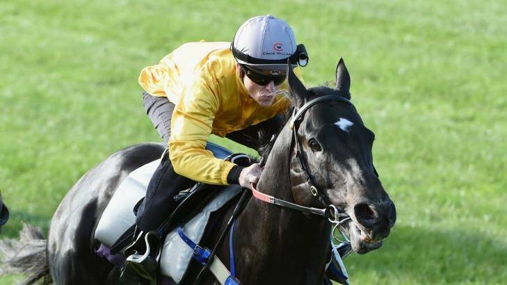 Confident: Brazen Beau will contest the July Cup at Newmarket on Sunday, Australian time, with Chris Waller's confidence growing. Photo: Vince Caligiuri
