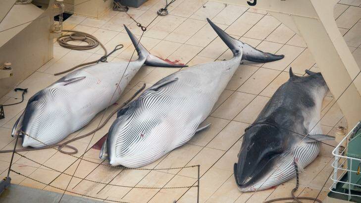 Minke whales on the deck of the Japanese factory ship Nisshin Maru in the 2013 season. Photo: Supplied