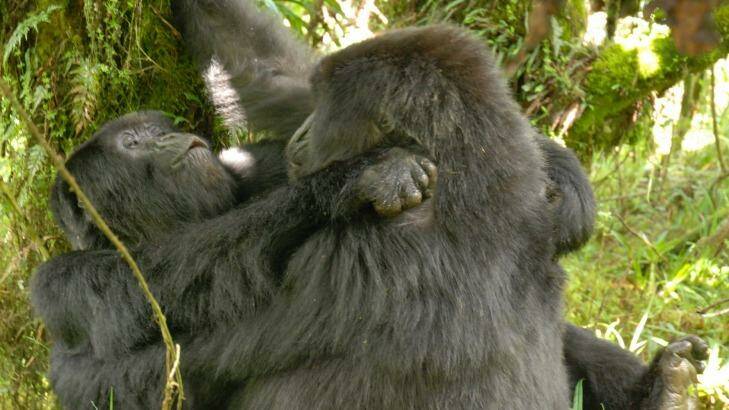Wild female gorillas observed in Rwanda. Photo: Supplied