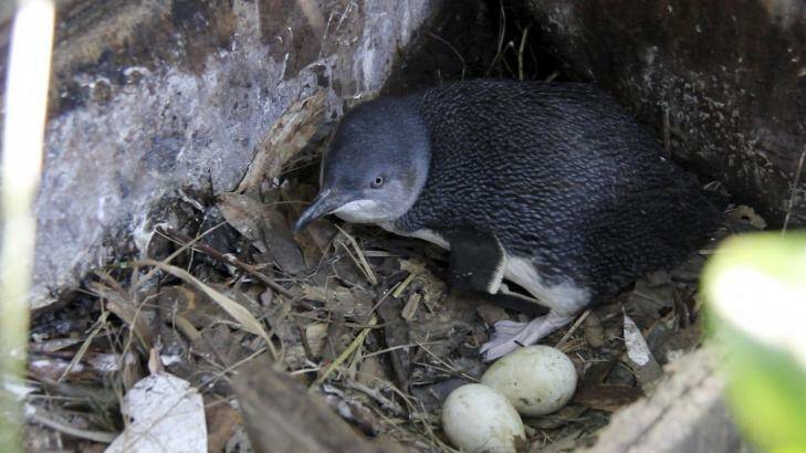 Fairy penguins can rest easy now that the fox has ended its reign of terror on the colony. Photo: photos@smh.com.au
