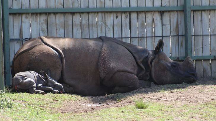 Not yet in the public eye, the calf and his mother can leisurely snooze in the shade. Photo: Ian Anderson