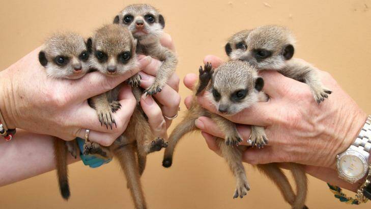 Quite a handful: Taronga Zoo is six meerkats better off after the litter was born. Photo: Paul Fahy/Taronga Zoo
