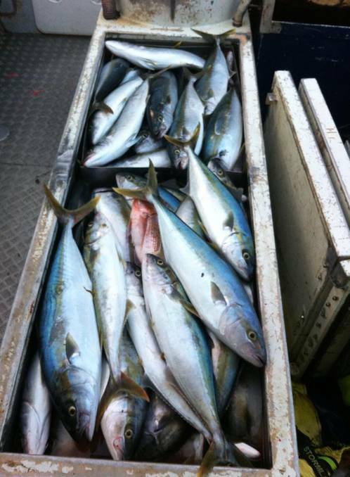 COMMERCIAL BAG: Bermagui commercial fisherman Jason Moyce reported on his Facebook catching an incredible 1200kg of kingfish in two days at Montague Island. (9/4/14)