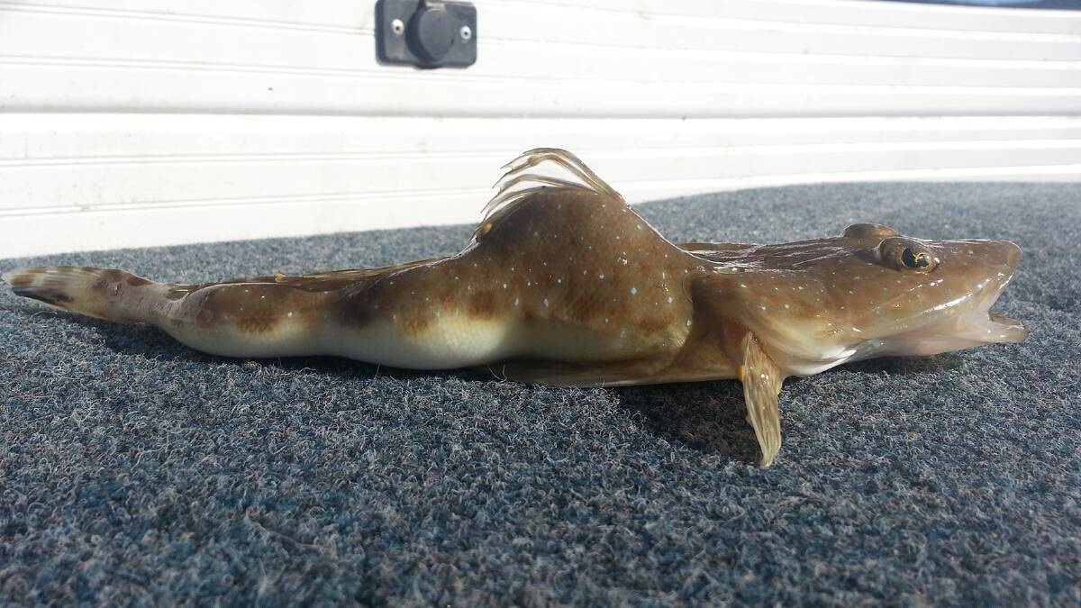 STRANGE FISH: One of the two sand flathead caught off Narooma last week both showing very strange lumps and bumps.   