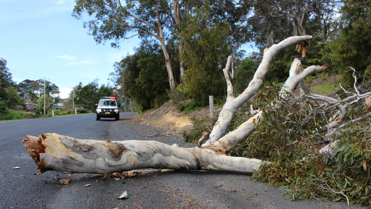 Fallen tree partially blocks road