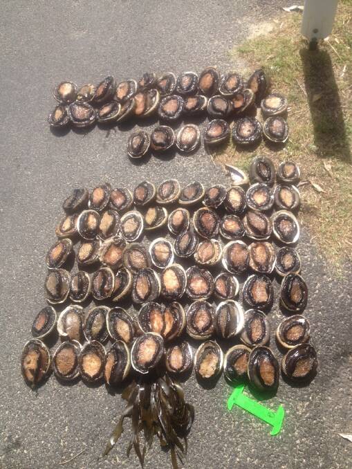 Abalone confiscated at another recent bust in Merimbula.
