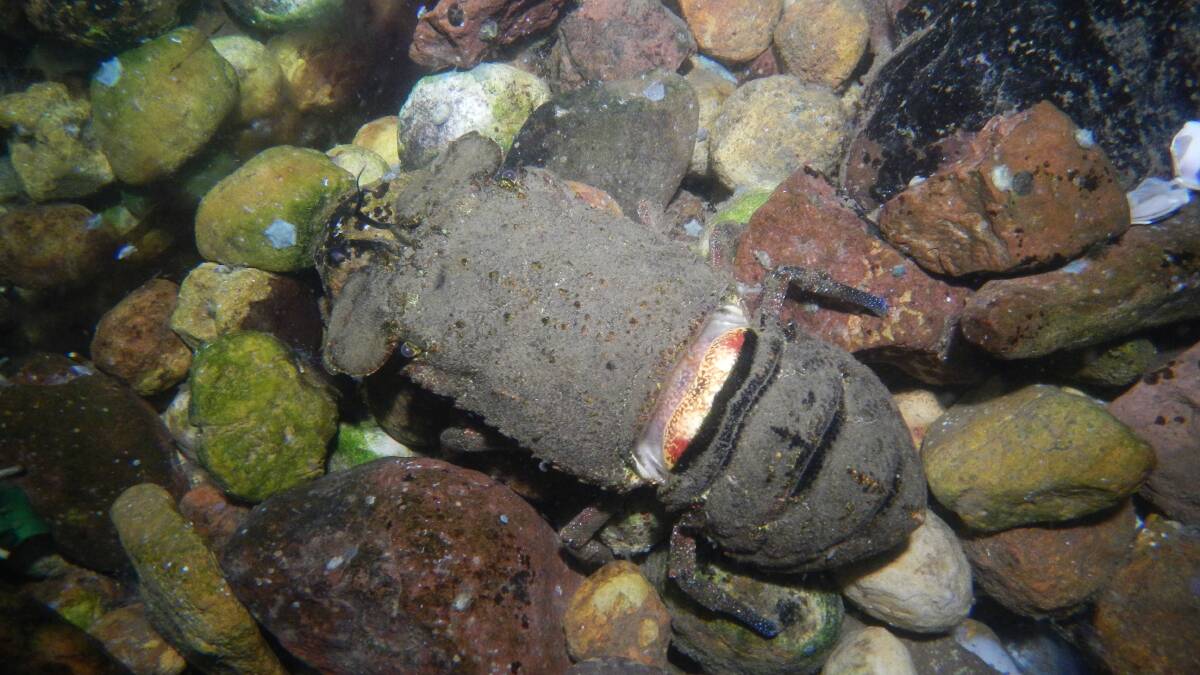 In a highly rare occurrence a Slipper lobster shed its shell in daylight.
