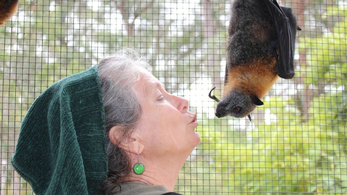 Alexandra Seddon, owner of Potoroo Palace Wildlife Sanctuary at Yellowpinch, gets up close and personal with a grey-headed flying fox in one of the sanctuary’s enclosures. Meanwhile Pambula is going batty with the Pambula flying fox camp that covers about 14 hectares filling up quickly as the mammals appetite for flowering eucalypts and rain forest fruits is satiated. 