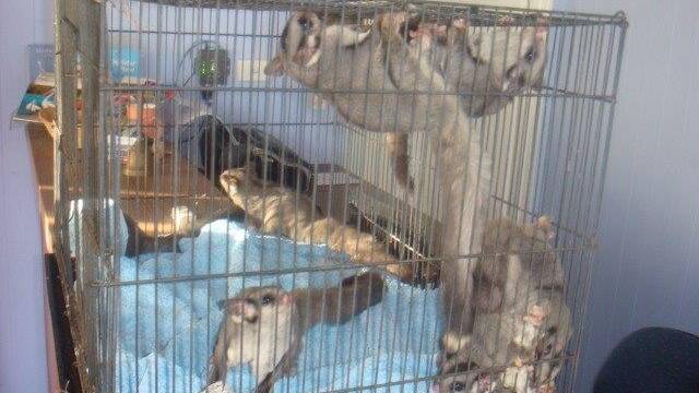 An overnight stay in Merimbula for the rescued sugar gliders.