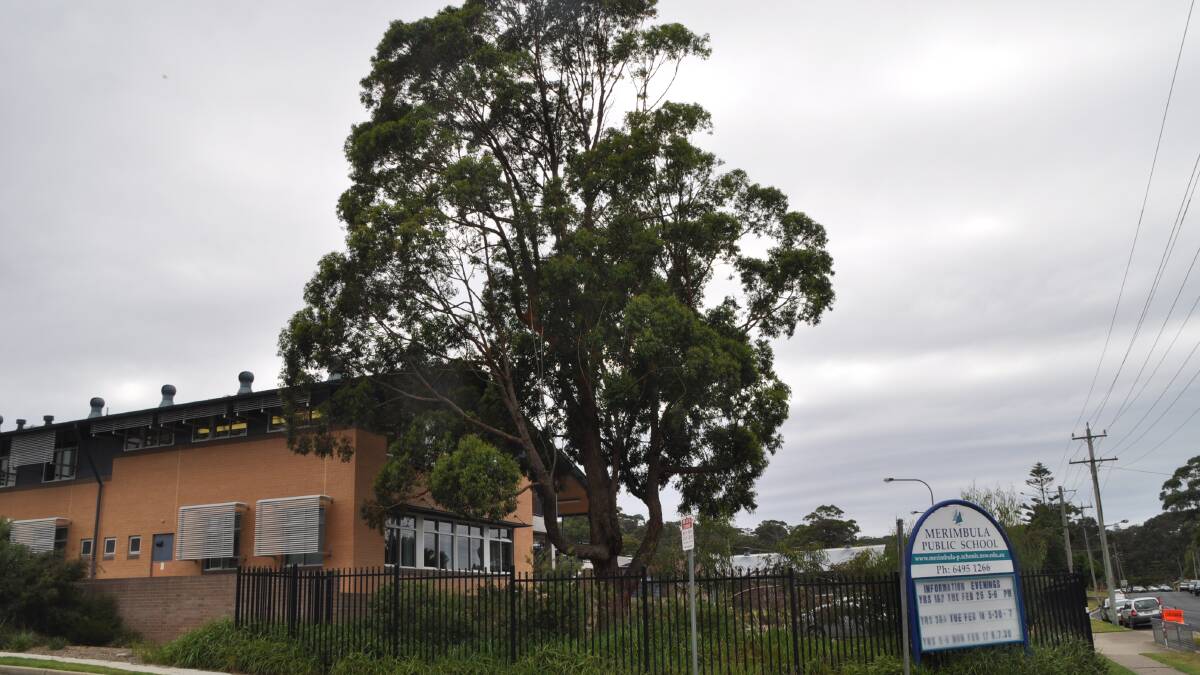 A large gum tree in the grounds of Merimbula Public School.