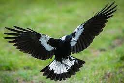 Watch out for swooping magpies