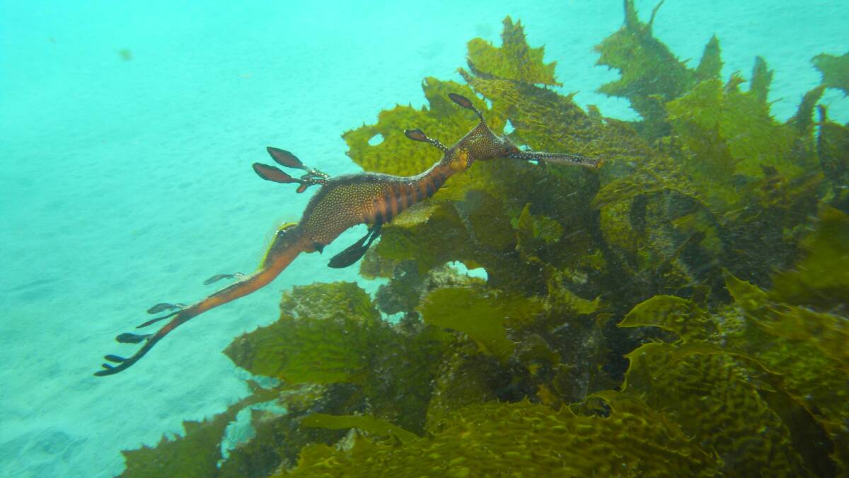 Caught between the cross-hairs, this Weedy Sea Dragon.