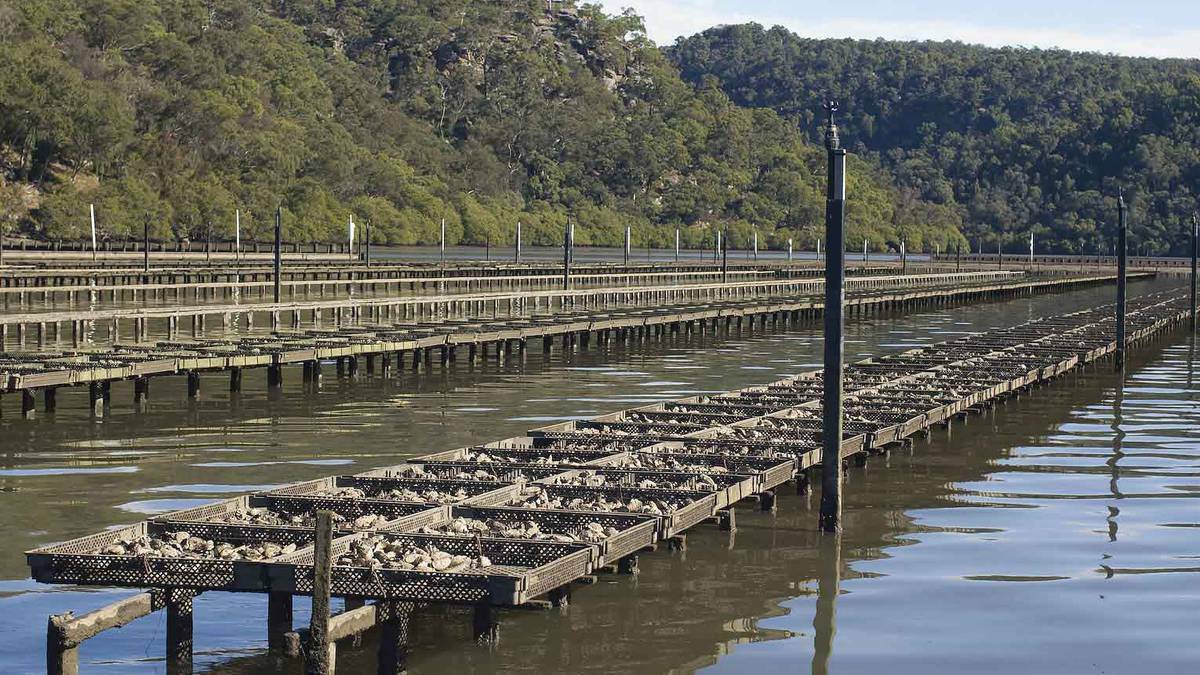 Oyster farmers plan to increase exports