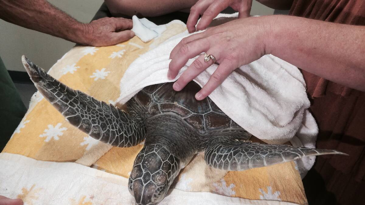 Diamond, the endangered juvenile green sea turtle, is released into the wild. 
