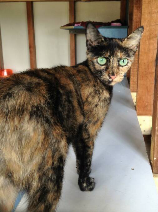 New home: Gemmima is a very friendly young cat looking for her forever home.  
