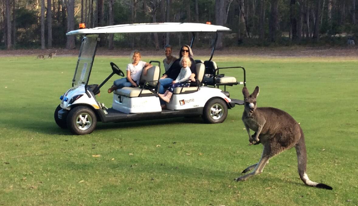 Magic moment: White-Tail poses for the camera at the Pambula Merimbula Golf Club before hopping away. The intriguing looking old roo is much loved at the golf course which is now offering kangaroo spotting tours. 