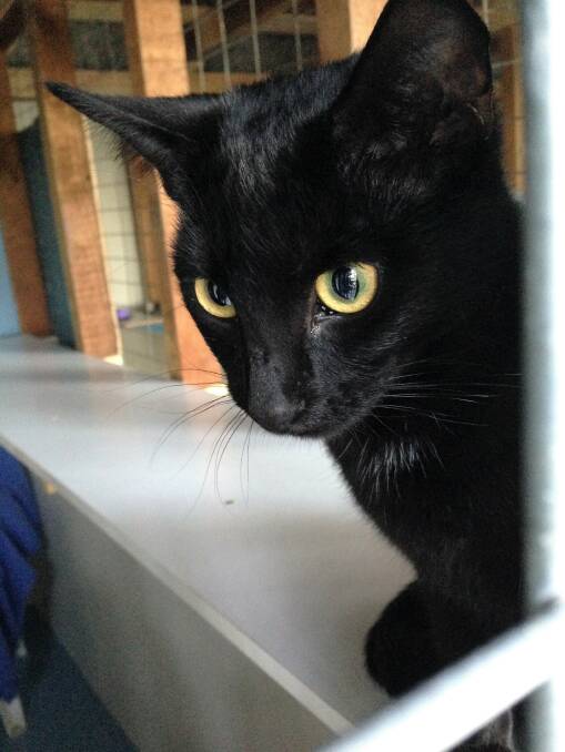 Black Satin an eight-month-old female cat is looking for a home.