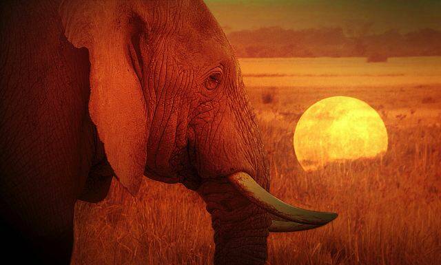 When Giants Fall: Movie night fundraiser to support African elephants.