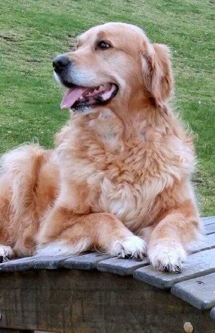 Farewell: Bonnie, the much-loved golden retriever at Mandeni from 2004 to 2016, recently passed away. 