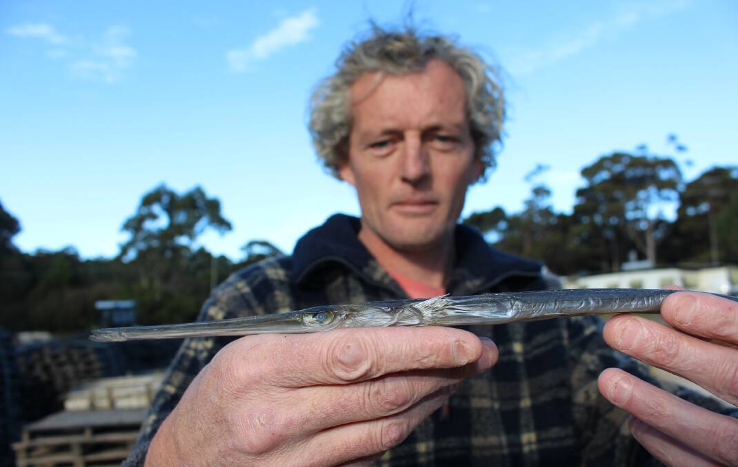 Andrew Bell of McKay's Oysters found this fish on a oyster bag in Merimbula Lake. 