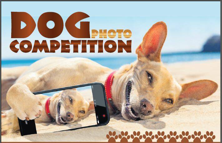 Photo competition: Searching for the Bega Valley’s best doggos
