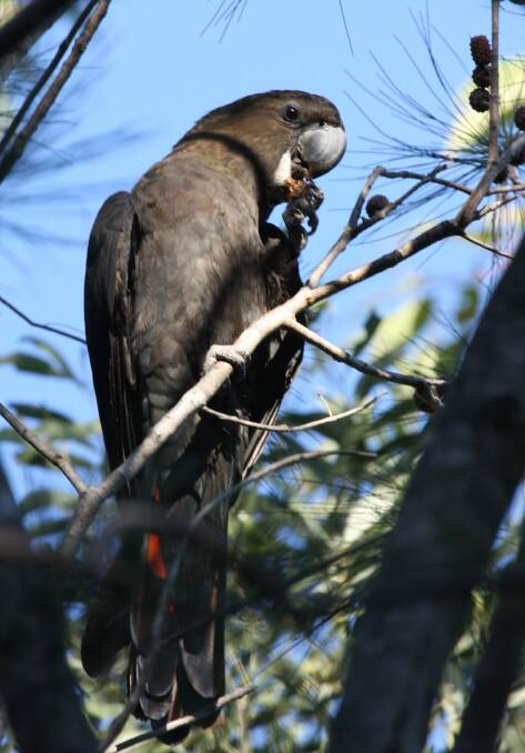 You could spot the Glossy Black Cockatoo on the library's walking tour around Tura. 