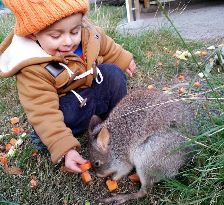 Adorable: A young visitor enthusiastically feeds one of the Mandini bettongs before they were relocated to Potoroo Palace over the Summer holidays.