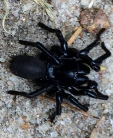 The funnel-web spider that was spotted in Tura Beach.