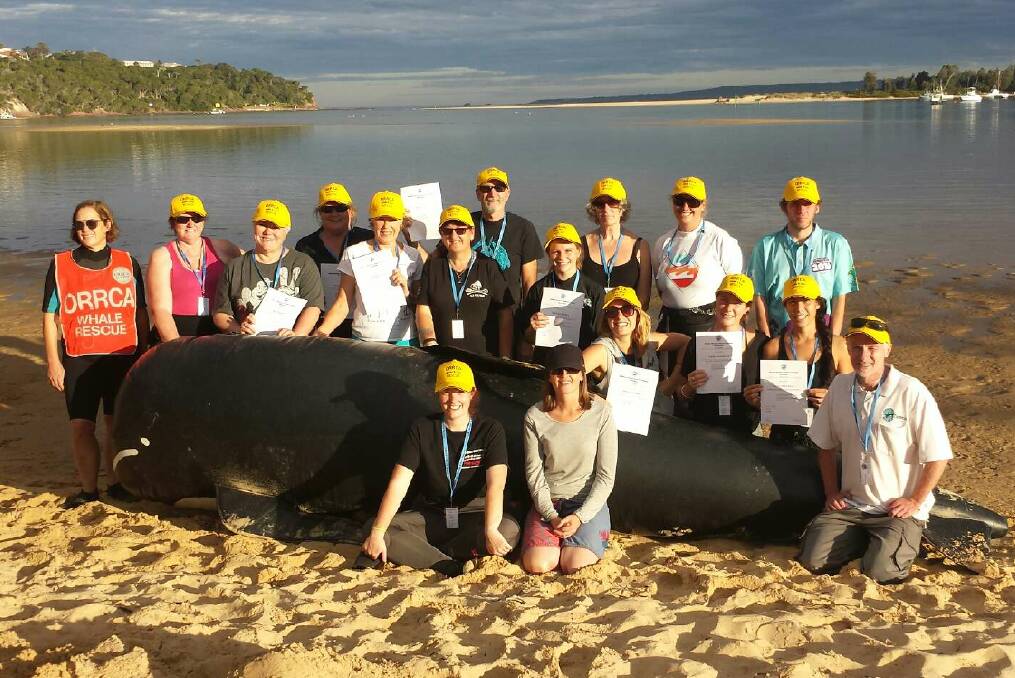 Ready to rescue: ORRCA's practice pilot whale Gladys with the Far South Coast's newest marine mammal rescue volunteers who were trained in Merimbula on Saturday.  Picture: Supplied by ORRCA