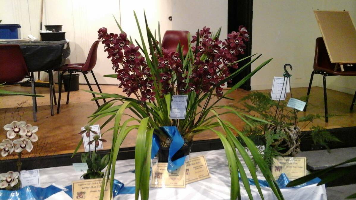 Australian Native Orchid Show