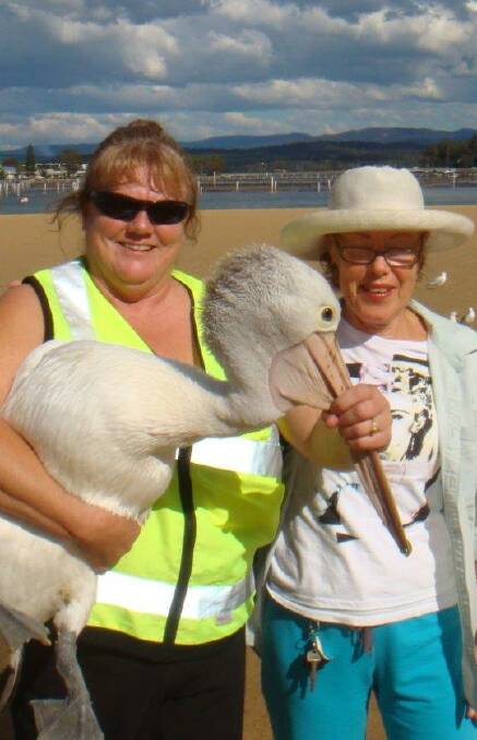 WIRES volunteers Janine Green and Adriana Turk release the fully recovered pelican back into the wild. 