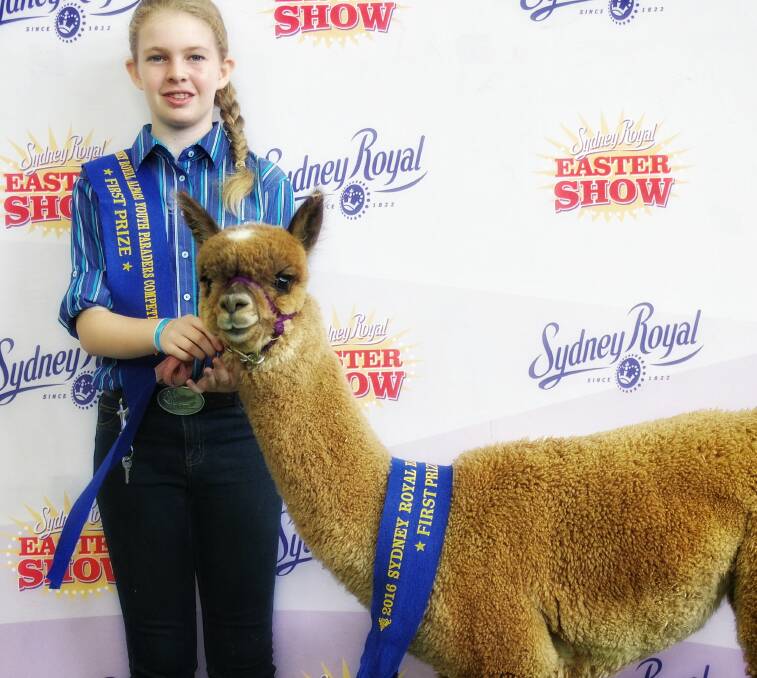 Perfect team: Lumen Christi student Chelsea Daghita is over the moon with her first place win at the Sydney Royal Easter Show Alpaca competition. Picture: Tony Heyward